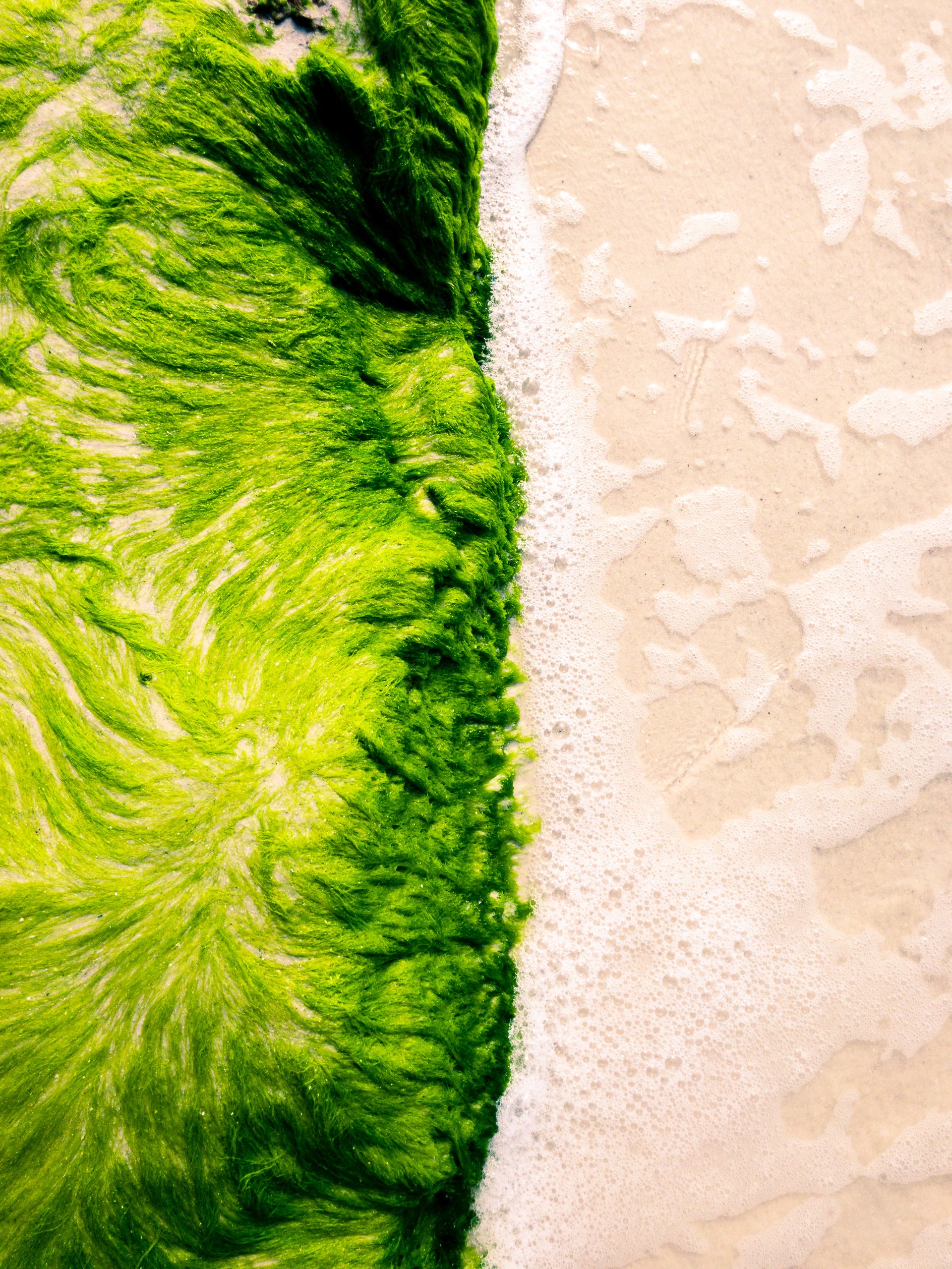 Aerial view of a swirling green algae mat bordered by a thin white line of sea foam, meeting pale wet sand on a beach.