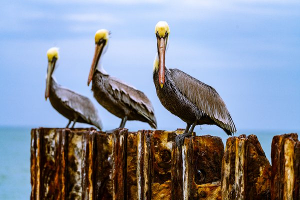 Three pelicans rest on a sea wall in Boca Ciega Bay near Upham Beach in St. Pete Beach, Florida. One pelican has a fishing line protruding from an area behind his leg.