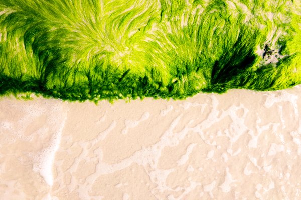 Algae on the Beach