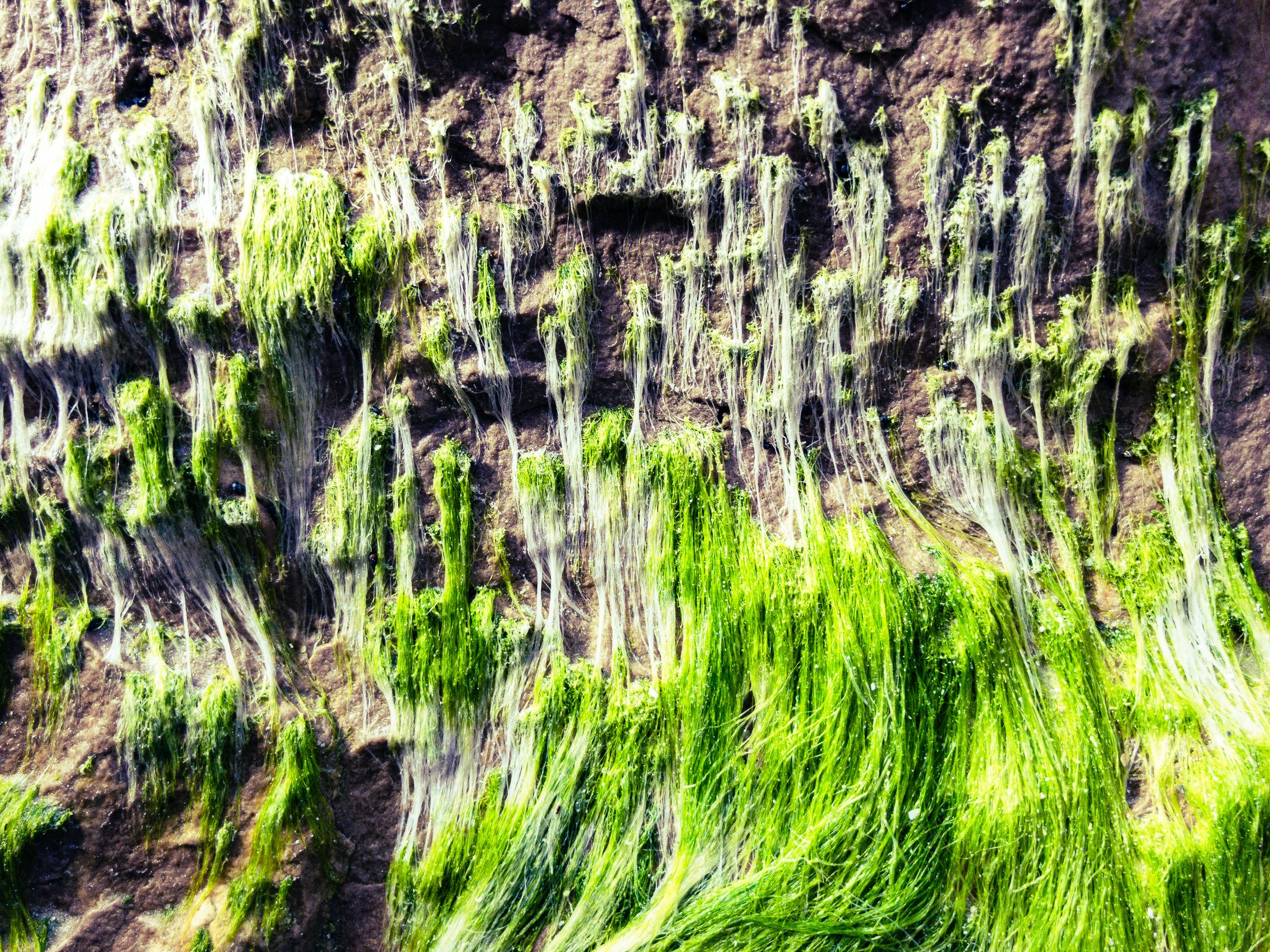 Thin strands of green algae hang on a brown rock face like wet hair, ranging from pale, bleached tips at top to vivid green tufts pooling at the bottom.