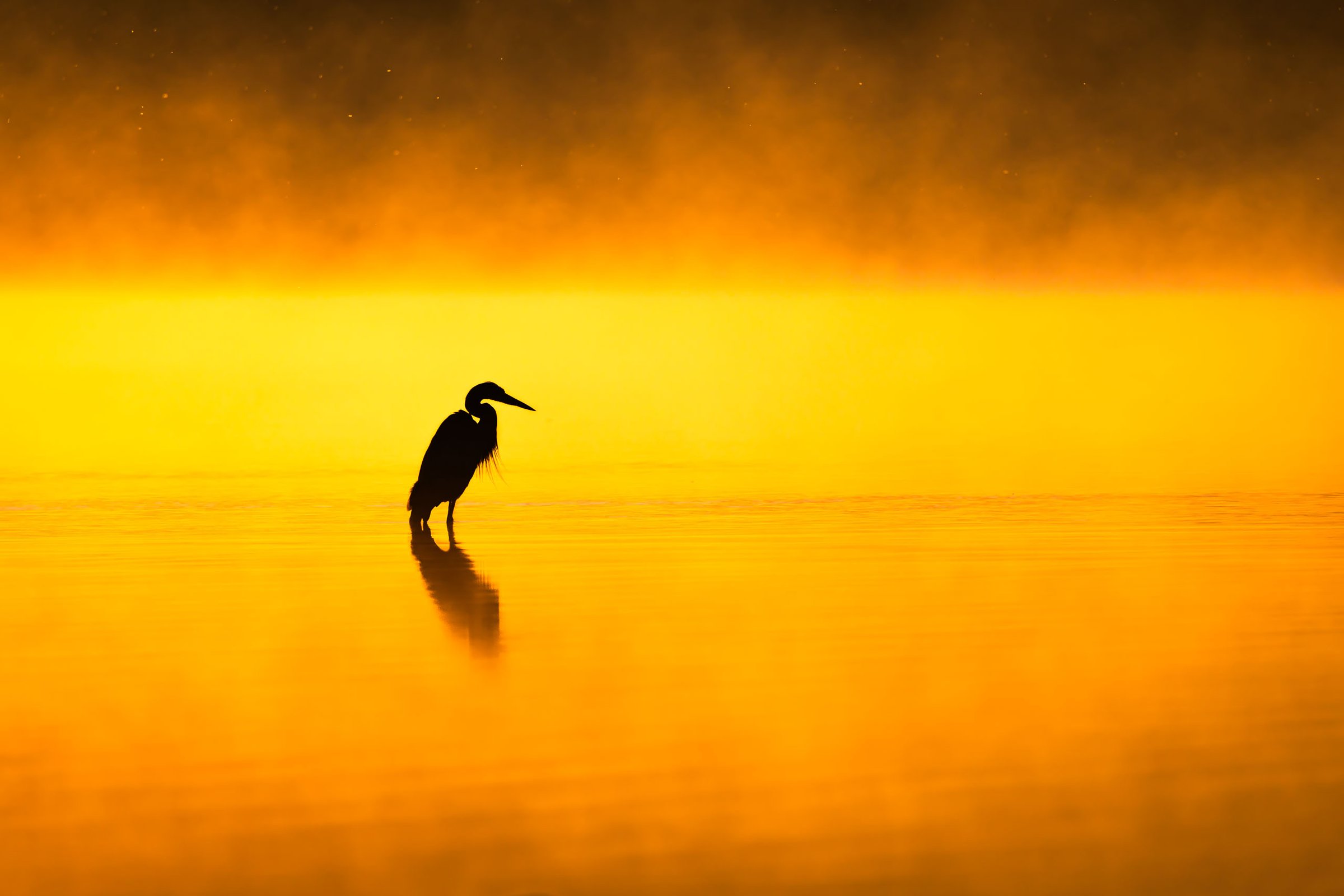 A blue heron stands in the water of the Maumee River and is silhouetted agasint a foggy sunrise.