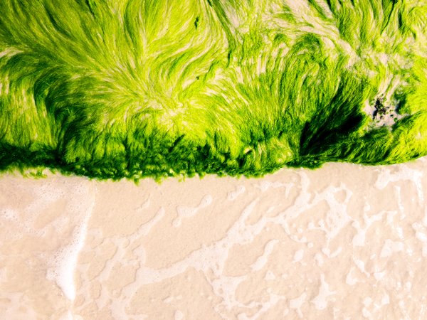 Aerial view of a bright green algae mat with swirling, wind-combed patterns meeting pale, foam-streaked wet sand along a sharp vertical edge.