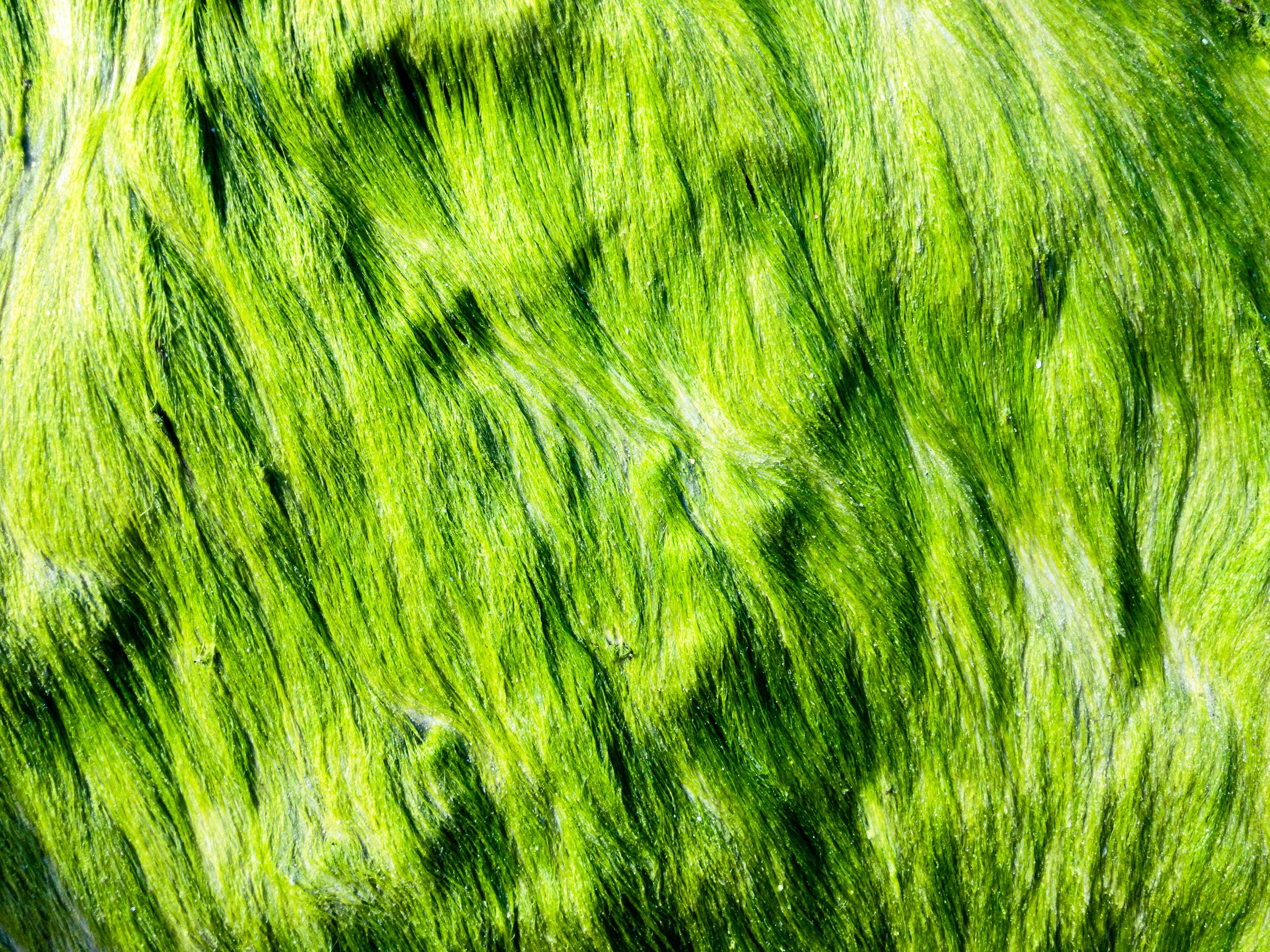 Close-up of vivid green algae or seaweed strands, wet and combed into flowing, hair-like ripples with darker shadowed grooves running through the bright green surface.
