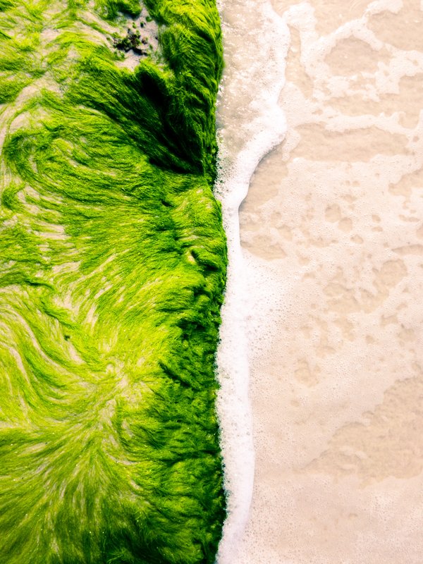 A vibrant aerial view of a beach where lush green algae meets sandy shore. The algae forms swirling, textured patterns, contrasting sharply with the smooth, wet sand. White foam from gentle waves edges the algae, creating a dynamic boundary. The scene captures the natural interplay between land and sea, highlighting the vivid green hues of the algae against the neutral tones of the sand and water. The overall composition is fluid and organic, emphasizing the beauty of coastal ecosystems.