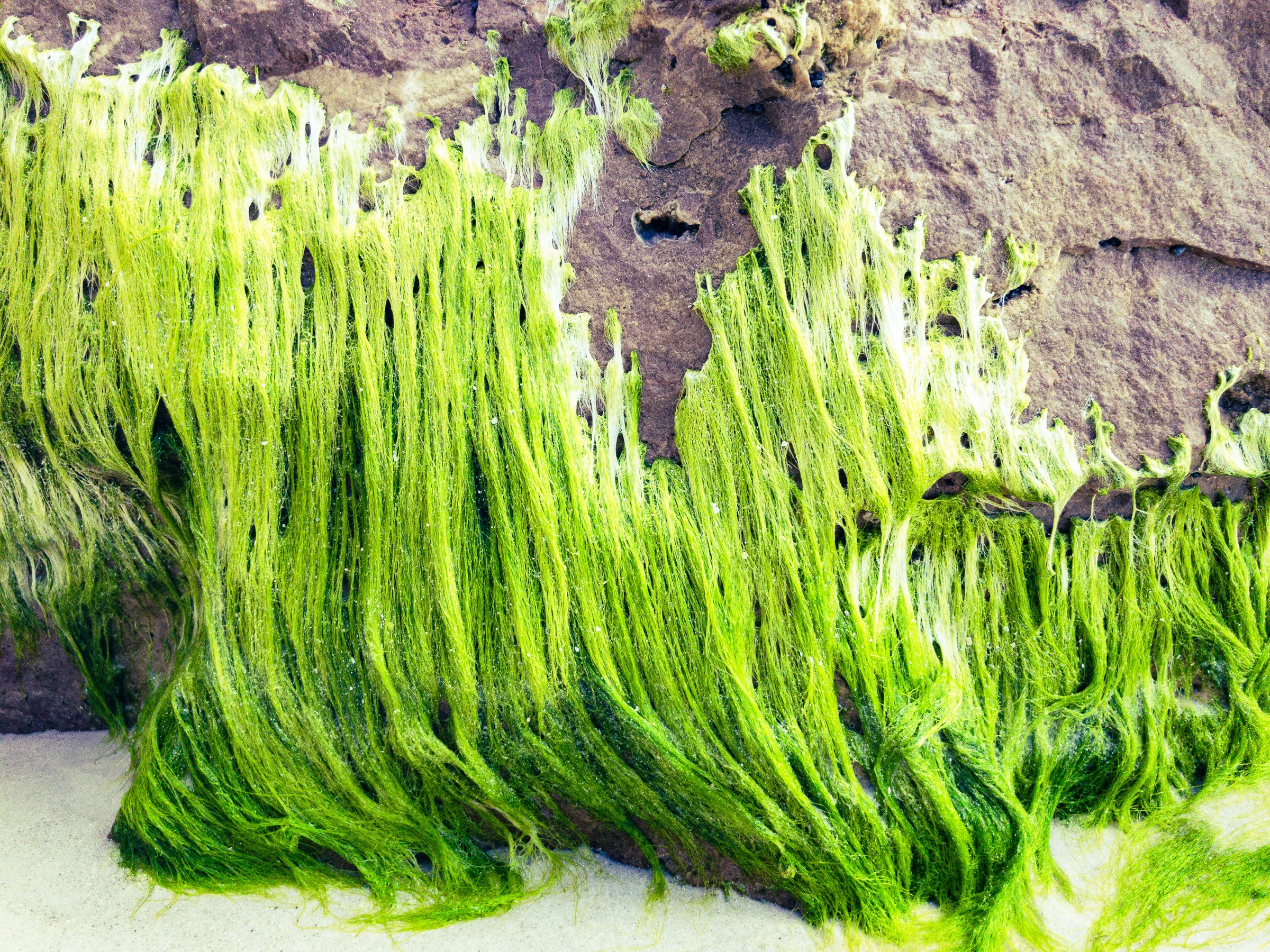 Long strands of bright green algae cascade down a brown rock face onto sand, resembling flowing hair with pale bleached tips.
