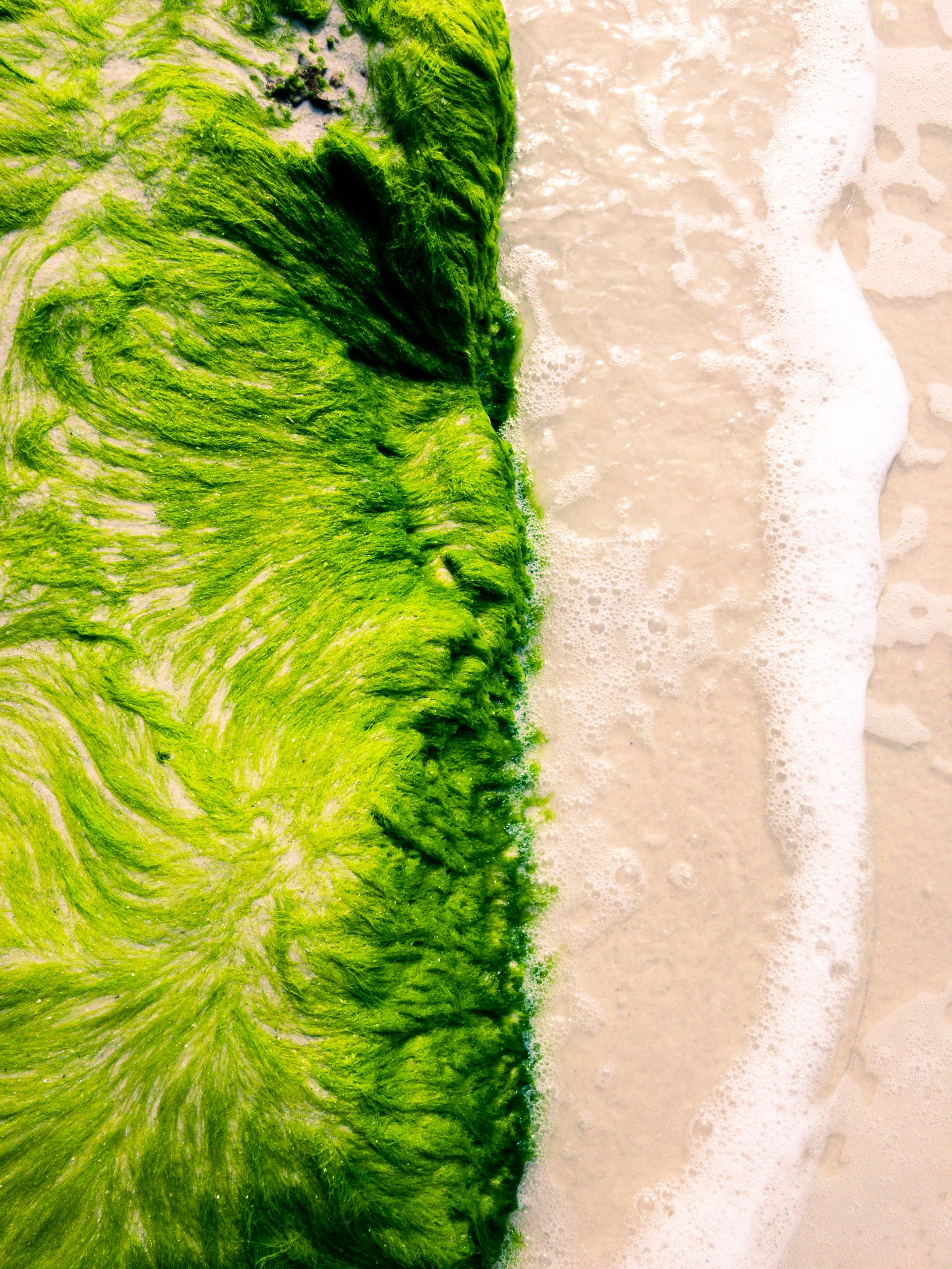 A vibrant aerial view of a beach where lush green algae meets sandy shore. The algae forms swirling, textured patterns, contrasting sharply with the smooth, wet sand. White foam from gentle waves edges the algae, creating a dynamic boundary. The scene captures the natural interplay between land and sea, highlighting the vivid green hues of the algae against the neutral tones of the sand and water. The overall composition is fluid and organic, emphasizing the beauty of coastal ecosystems.