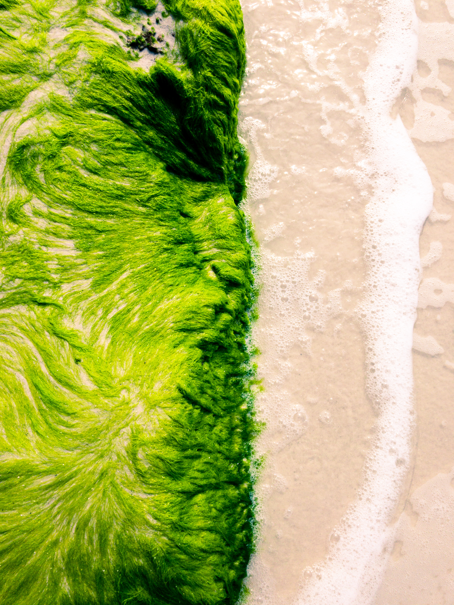 A vibrant aerial view of a beach where lush green algae meets sandy shore. The algae forms swirling, textured patterns, contrasting sharply with the smooth, wet sand. White foam from gentle waves edges the algae, creating a dynamic boundary. The scene captures the natural interplay between land and sea, highlighting the vivid green hues of the algae against the neutral tones of the sand and water. The overall composition is fluid and organic, emphasizing the beauty of coastal ecosystems.