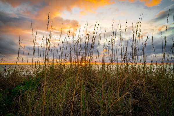 A serene beach scene at sunset. Tall, slender grasses in the foreground frame the view. The sky is a blend of soft oranges, yellows, and grays, with the sun partially hidden near the horizon, casting a warm glow over the calm ocean. A few people are visible in the distance, enjoying the tranquil setting. The overall atmosphere is peaceful and picturesque.