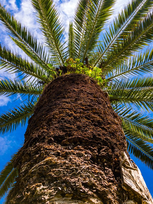 Upward view along the textured trunk of a palm tree to its crown of fronds fanning out against a bright blue sky with scattered clouds.