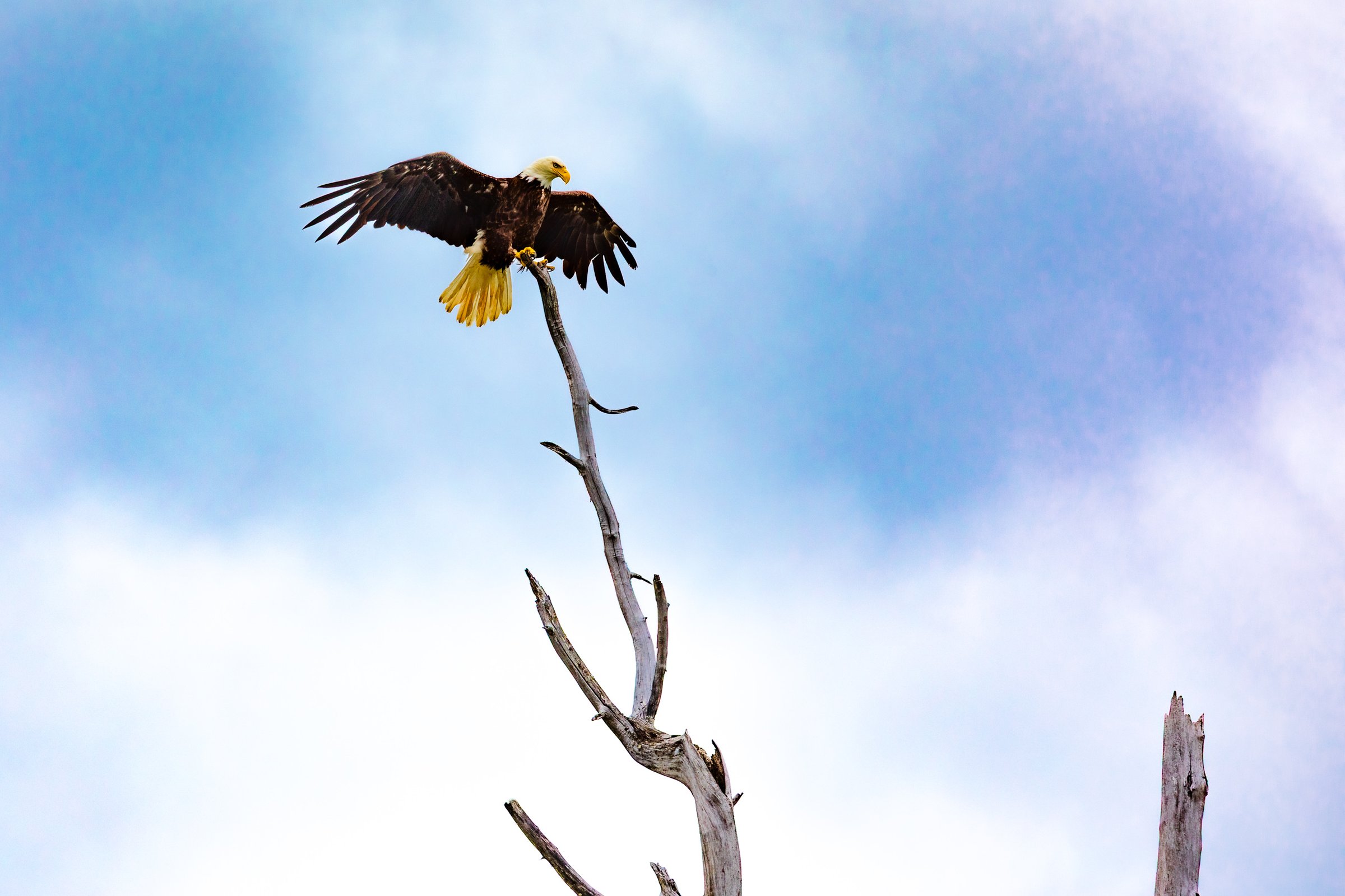 A bald eagle with a white head and yellow beak and feet perches on a bare, twisted tree branch. Its wings are spread wide, showcasing dark brown feathers with lighter edges. The sky is a soft blue with scattered white clouds, creating a serene backdrop. The eagle appears majestic and poised, embodying strength and freedom against the expansive sky.