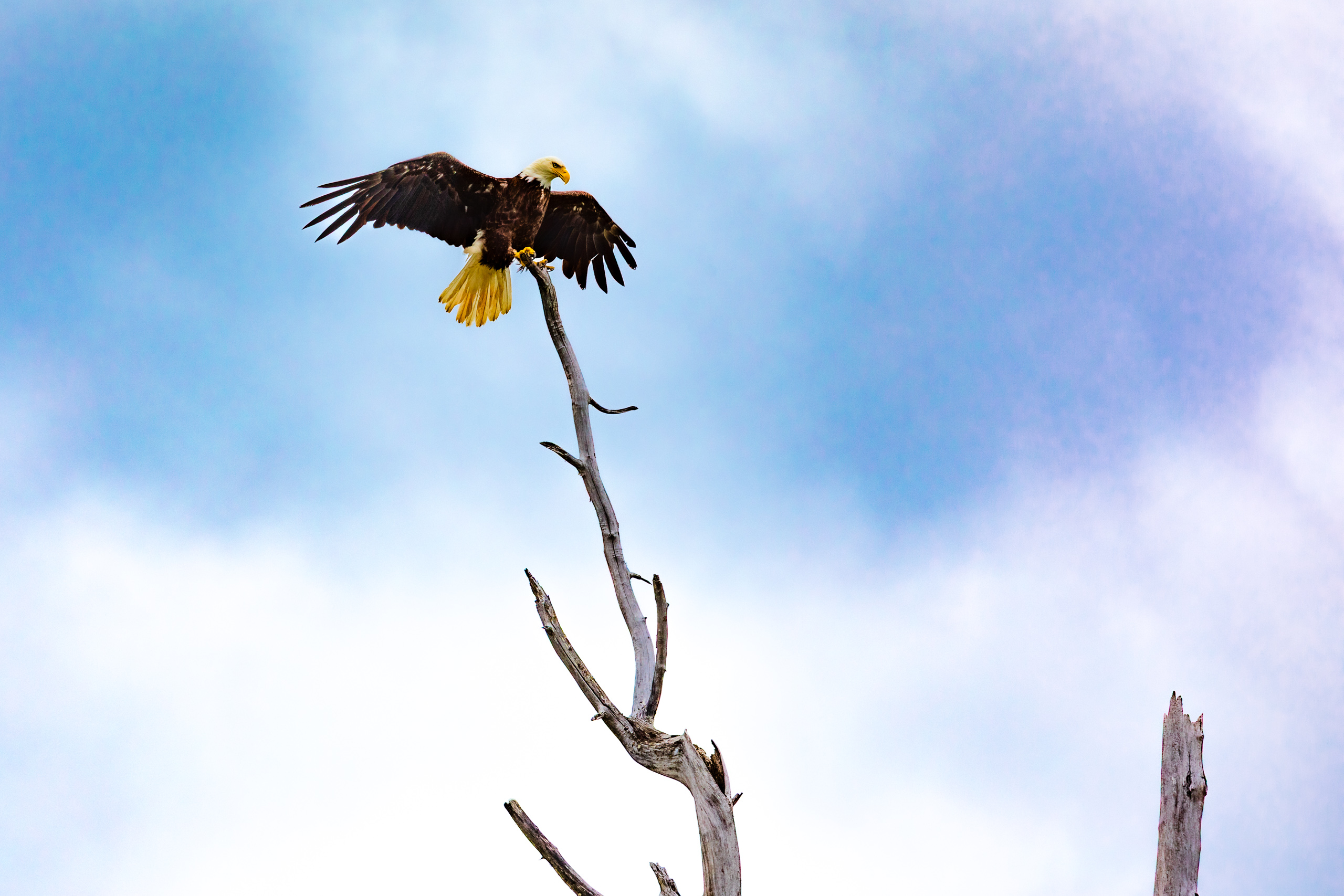A bald eagle with a white head and yellow beak and feet perches on a bare, twisted tree branch. Its wings are spread wide, showcasing dark brown feathers with lighter edges. The sky is a soft blue with scattered white clouds, creating a serene backdrop. The eagle appears majestic and poised, embodying strength and freedom against the expansive sky.