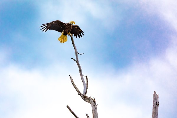 A bald eagle with a white head and yellow beak and feet perches on a bare, twisted tree branch. Its wings are spread wide, showcasing dark brown feathers with lighter edges. The sky is a soft blue with scattered white clouds, creating a serene backdrop. The eagle appears majestic and poised, embodying strength and freedom against the expansive sky.